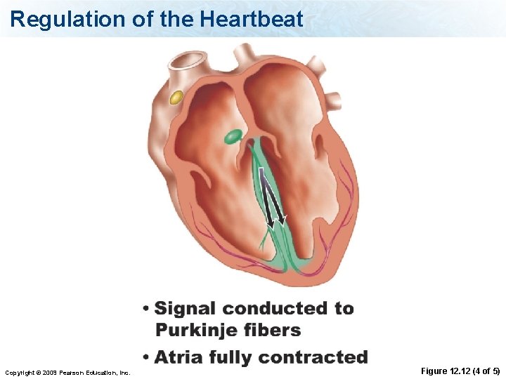 Regulation of the Heartbeat Copyright © 2009 Pearson Education, Inc. Figure 12. 12 (4