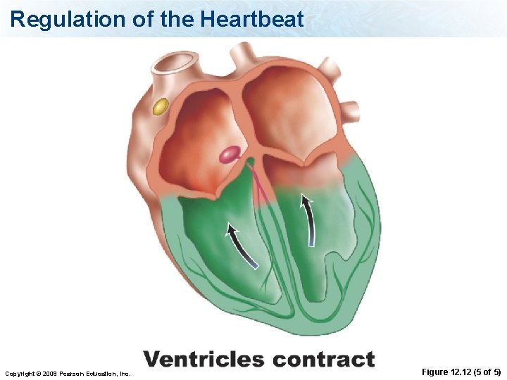 Regulation of the Heartbeat Copyright © 2009 Pearson Education, Inc. Figure 12. 12 (5