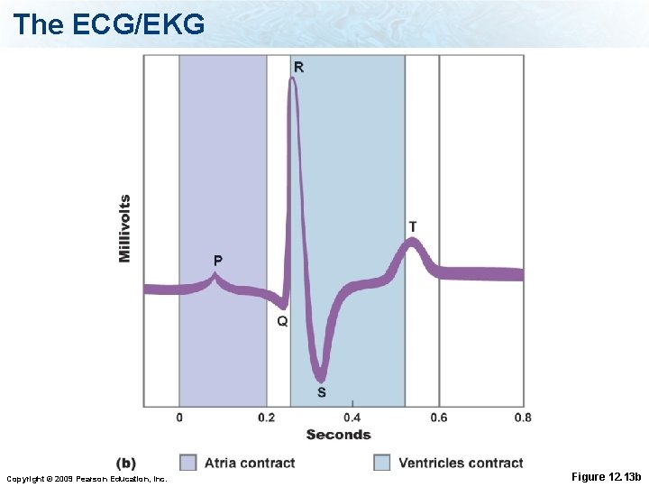 The ECG/EKG Copyright © 2009 Pearson Education, Inc. Figure 12. 13 b 