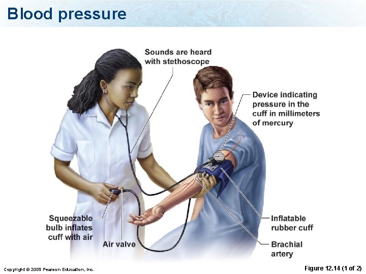 Blood pressure Copyright © 2009 Pearson Education, Inc. Figure 12. 14 (1 of 2)