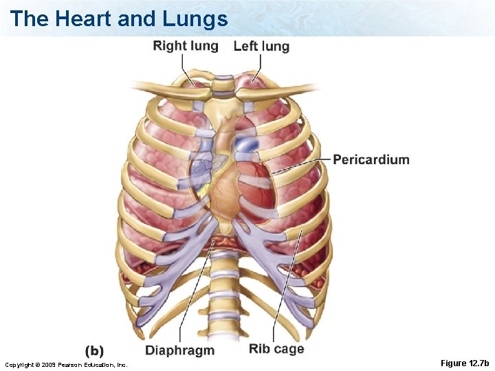 The Heart and Lungs Copyright © 2009 Pearson Education, Inc. Figure 12. 7 b