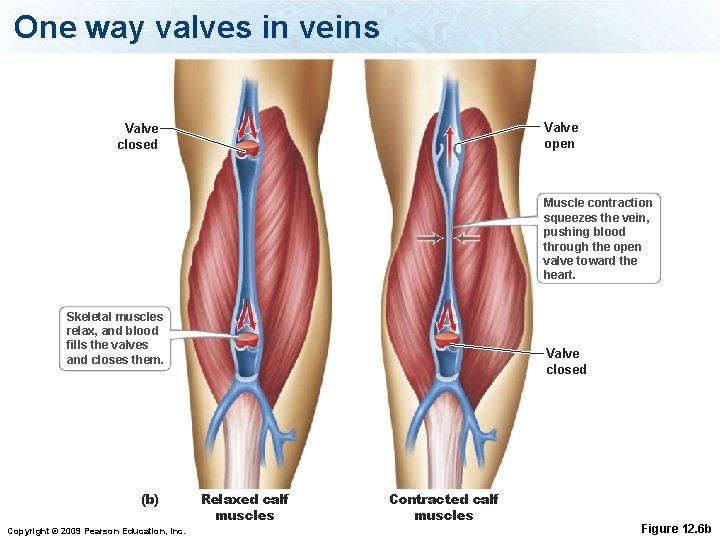 One way valves in veins Valve open Valve closed Muscle contraction squeezes the vein,