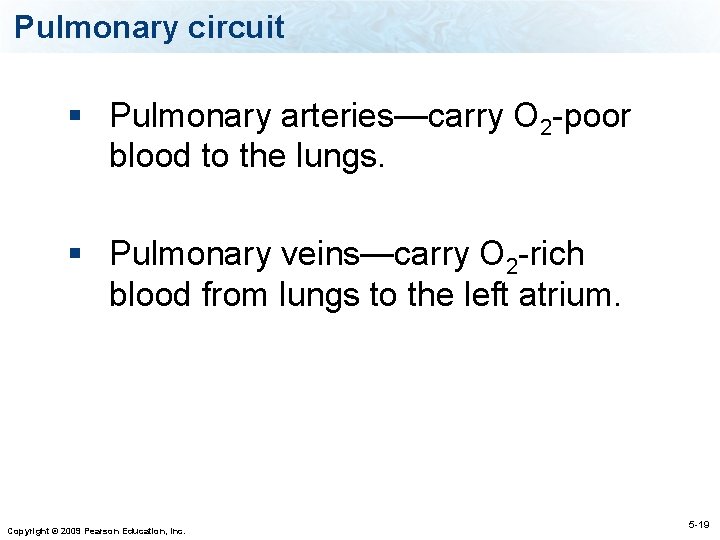 Pulmonary circuit § Pulmonary arteries—carry O 2 -poor blood to the lungs. § Pulmonary