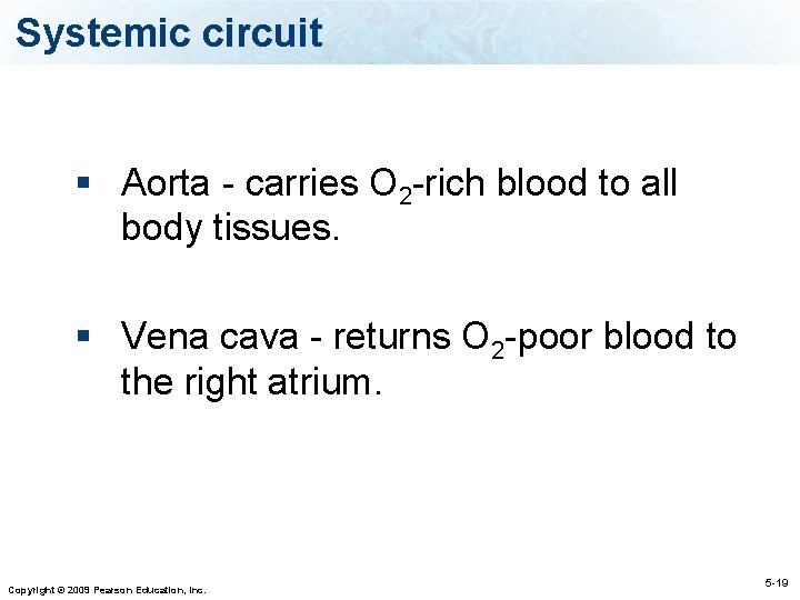 Systemic circuit § Aorta - carries O 2 -rich blood to all body tissues.