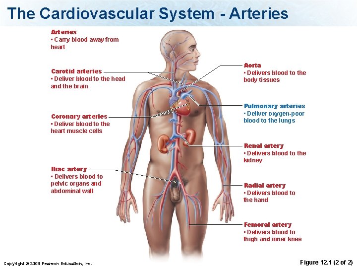 The Cardiovascular System - Arteries • Carry blood away from heart Carotid arteries •