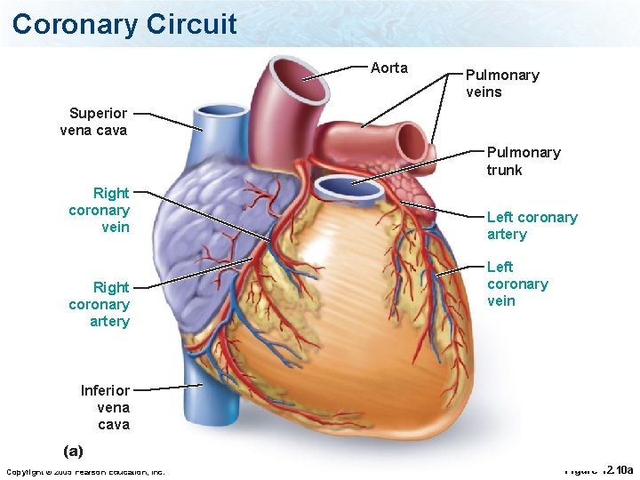 Coronary Circuit Aorta Pulmonary veins Superior vena cava Pulmonary trunk Right coronary vein Right