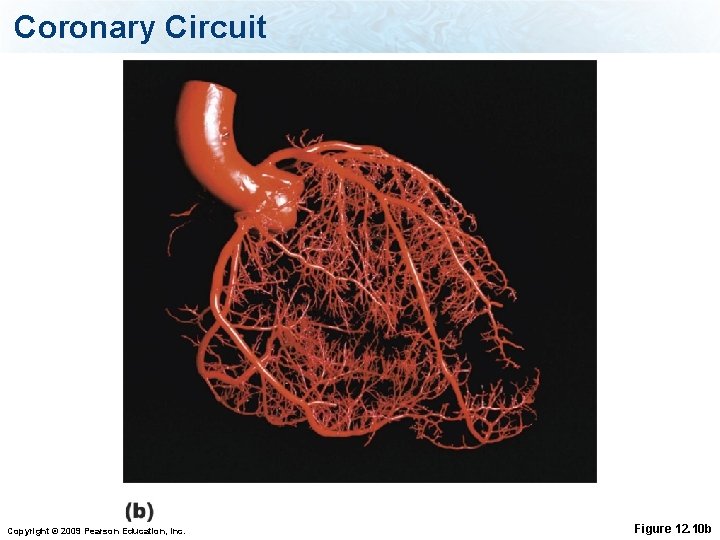 Coronary Circuit Copyright © 2009 Pearson Education, Inc. Figure 12. 10 b 