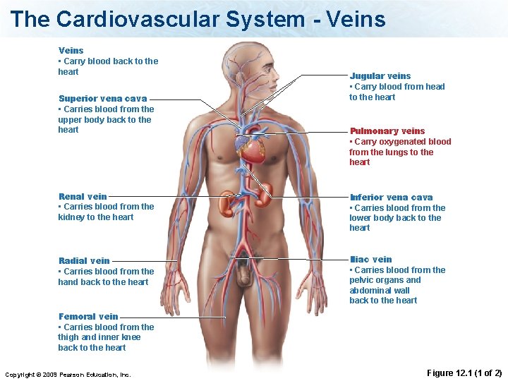 The Cardiovascular System - Veins • Carry blood back to the heart Superior vena