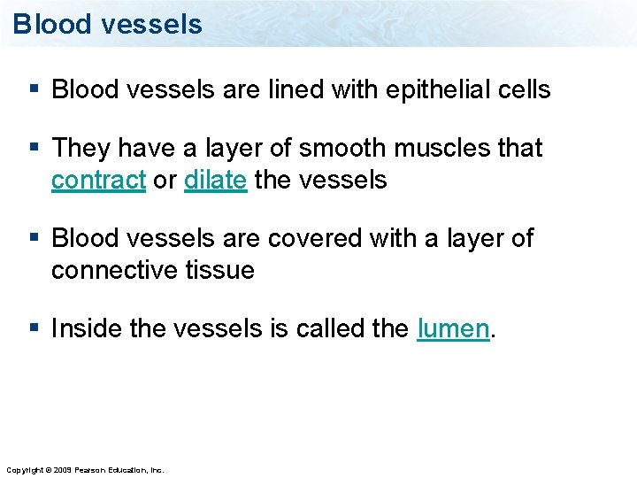 Blood vessels § Blood vessels are lined with epithelial cells § They have a