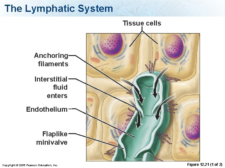 The Lymphatic System Tissue cells Anchoring filaments Interstitial fluid enters Endothelium Flaplike minivalve Copyright