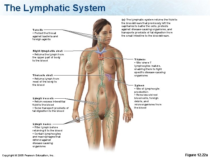 The Lymphatic System Tonsils • Protect the throat against bacteria and foreign agents Right