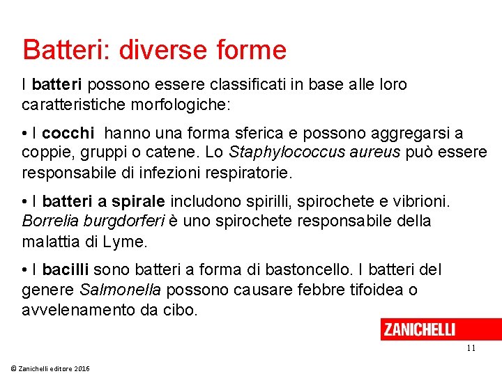 Batteri: diverse forme I batteri possono essere classificati in base alle loro caratteristiche morfologiche: