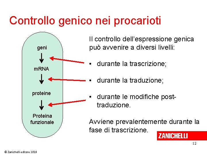 Controllo genico nei procarioti geni m. RNA Il controllo dell’espressione genica può avvenire a