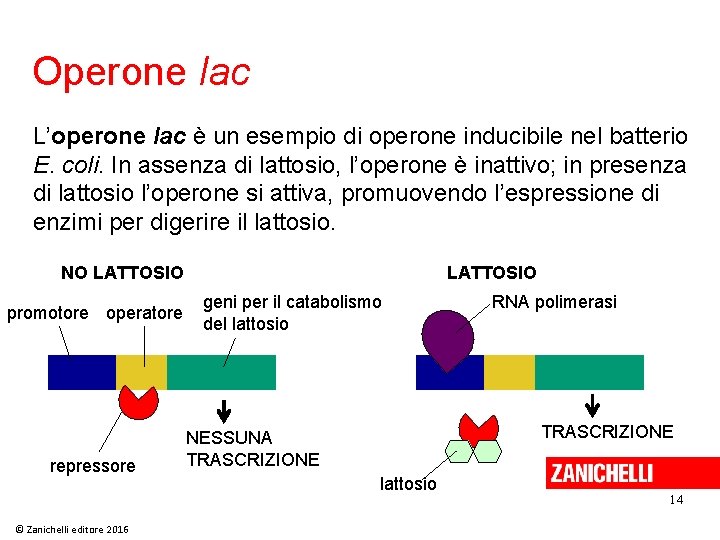 Operone lac L’operone lac è un esempio di operone inducibile nel batterio E. coli.