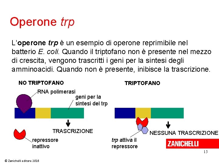 Operone trp L’operone trp è un esempio di operone reprimibile nel batterio E. coli.