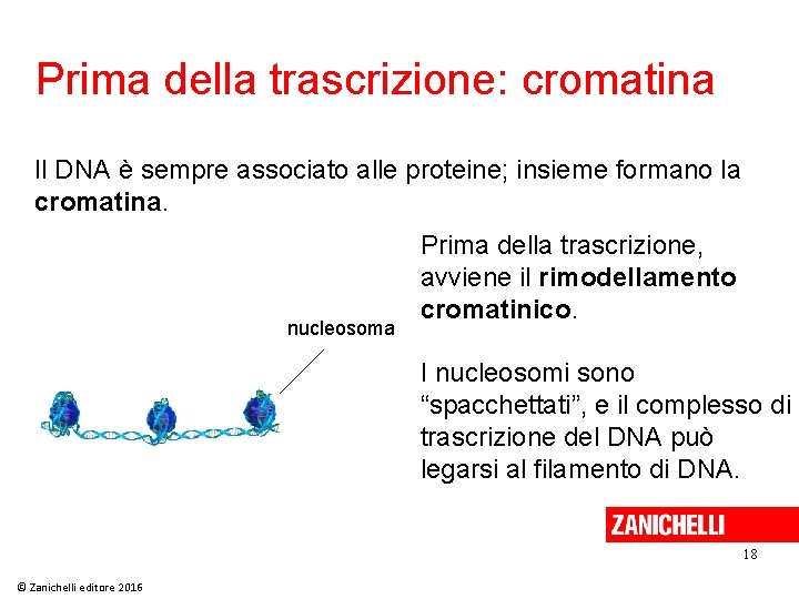 Prima della trascrizione: cromatina Il DNA è sempre associato alle proteine; insieme formano la