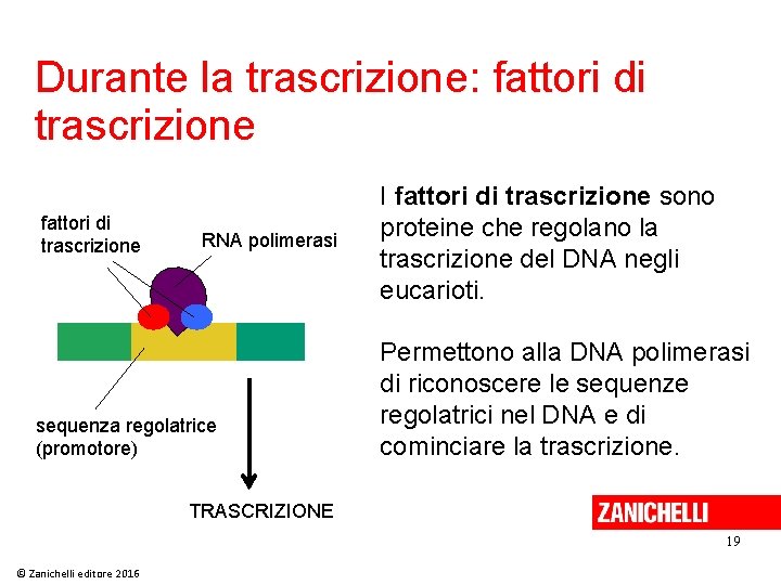 Durante la trascrizione: fattori di trascrizione RNA polimerasi sequenza regolatrice (promotore) I fattori di