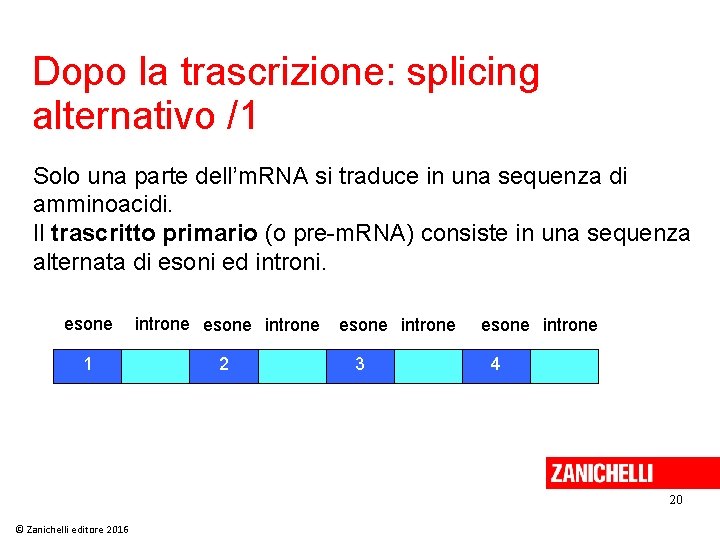 Dopo la trascrizione: splicing alternativo /1 Solo una parte dell’m. RNA si traduce in