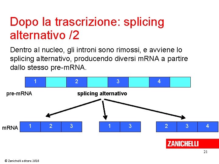 Dopo la trascrizione: splicing alternativo /2 Dentro al nucleo, gli introni sono rimossi, e