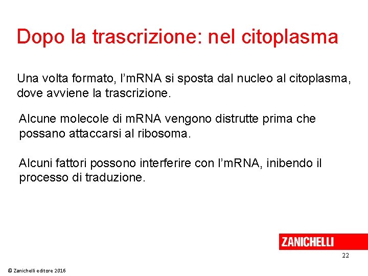 Dopo la trascrizione: nel citoplasma Una volta formato, l’m. RNA si sposta dal nucleo