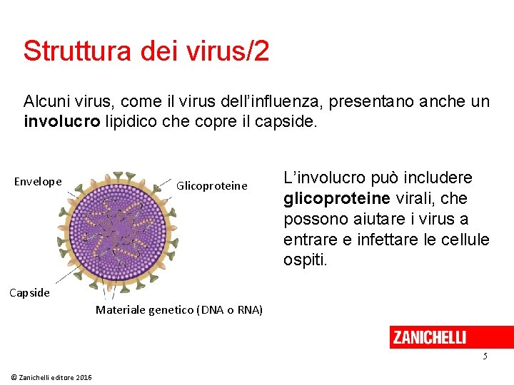 Struttura dei virus/2 Alcuni virus, come il virus dell’influenza, presentano anche un involucro lipidico