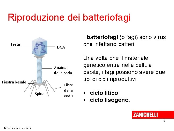 Riproduzione dei batteriofagi Testa DNA Guaina della coda Piastra basale Spine Fibre della coda