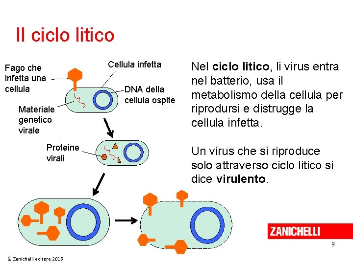 Il ciclo litico Cellula infetta Fago che infetta una cellula Materiale genetico virale Proteine