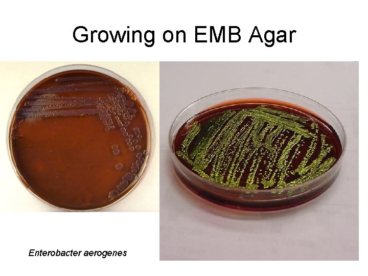 Growing on EMB Agar Enterobacter aerogenes Growing on EMB Agar Enterobacter aerogenes