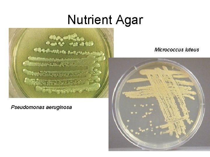 Nutrient Agar Micrococcus luteus Pseudomonas aeruginosa Nutrient Agar Micrococcus luteus Pseudomonas aeruginosa