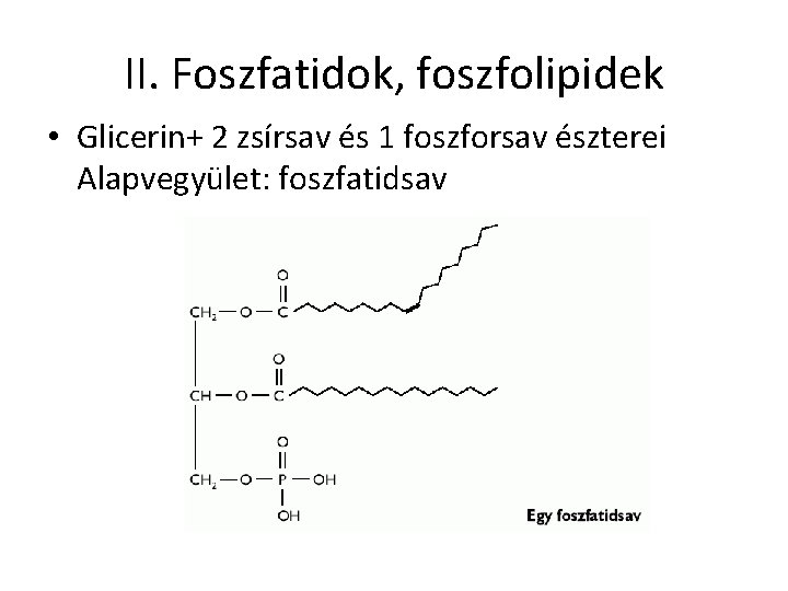 II. Foszfatidok, foszfolipidek • Glicerin+ 2 zsírsav és 1 foszforsav észterei Alapvegyület: foszfatidsav 