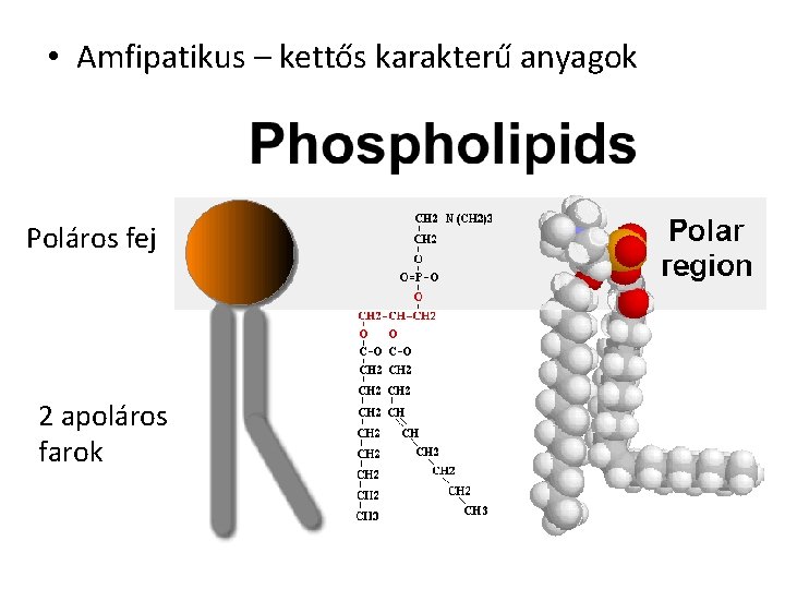  • Amfipatikus – kettős karakterű anyagok Poláros fej 2 apoláros farok 