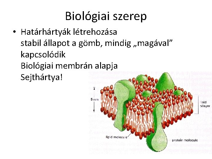 Biológiai szerep • Határhártyák létrehozása stabil állapot a gömb, mindig „magával” kapcsolódik Biológiai membrán