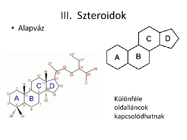 III. Szteroidok • Alapváz Különféle oldalláncok kapcsolódhatnak 