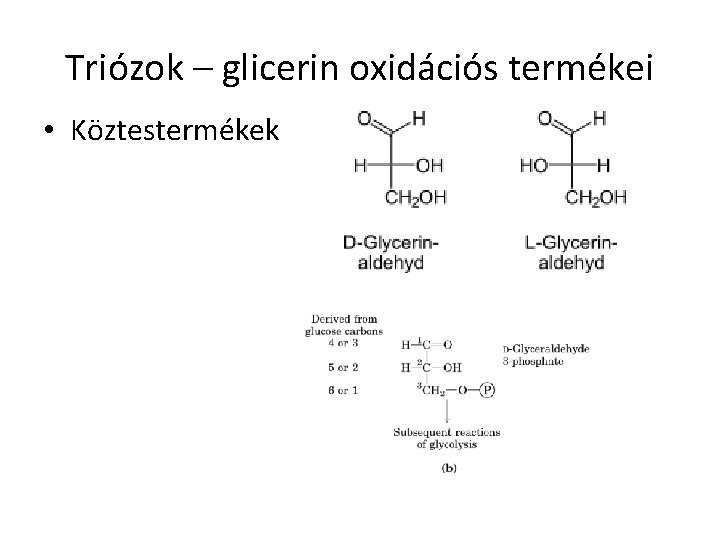 Triózok – glicerin oxidációs termékei • Köztestermékek 