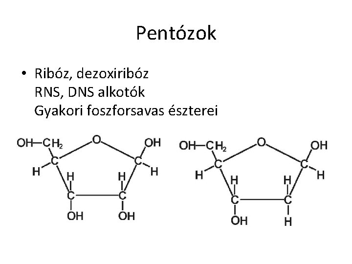 Pentózok • Ribóz, dezoxiribóz RNS, DNS alkotók Gyakori foszforsavas észterei 