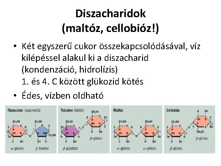 Diszacharidok (maltóz, cellobióz!) • Két egyszerű cukor összekapcsolódásával, víz kilépéssel alakul ki a diszacharid