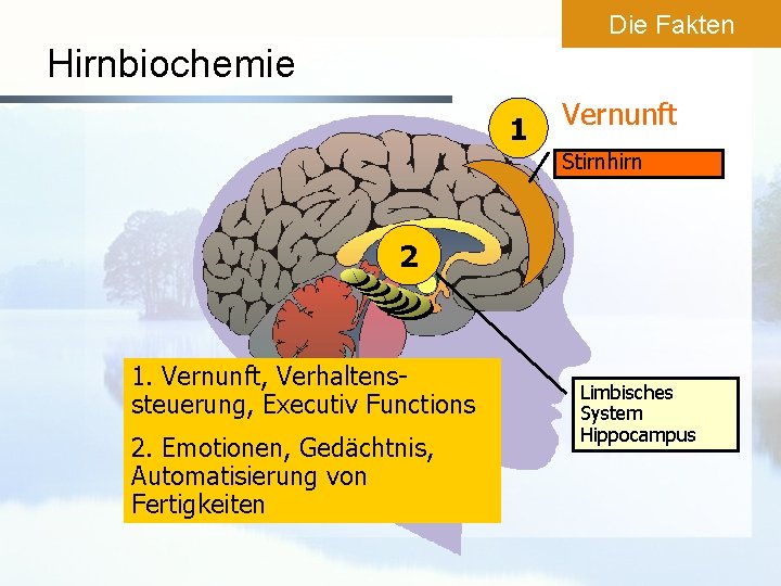 Die Fakten Hirnbiochemie 1 Vernunft Stirnhirn 2 1. Vernunft, Verhaltenssteuerung, Executiv Functions 2. Emotionen,