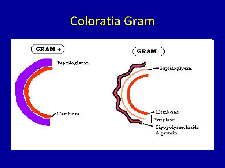 Coloratia Gram 