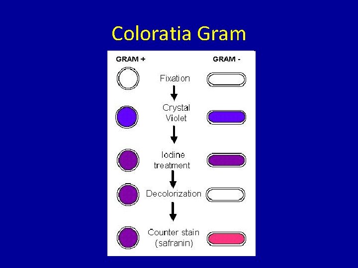 Coloratia Gram 