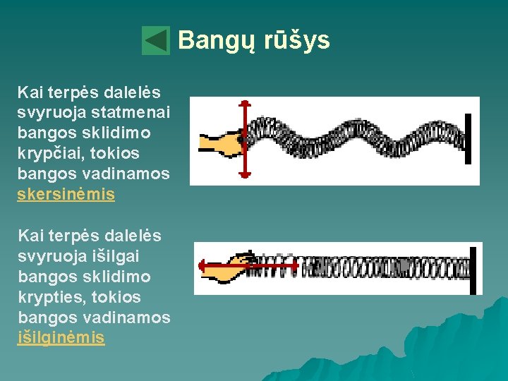 Bangų rūšys Kai terpės dalelės svyruoja statmenai bangos sklidimo krypčiai, tokios bangos vadinamos skersinėmis