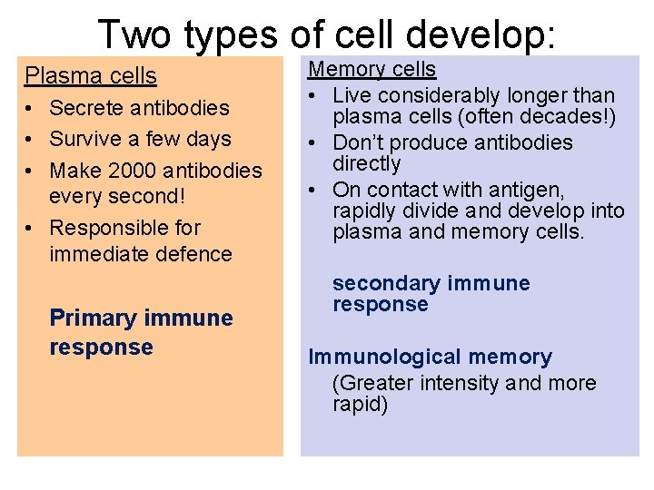 Two types of cell develop: Plasma cells • Secrete antibodies • Survive a few