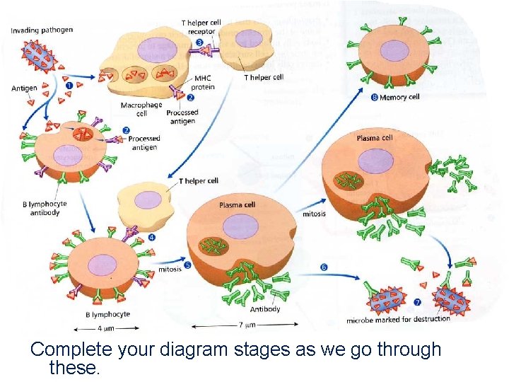 Complete your diagram stages as we go through these. 