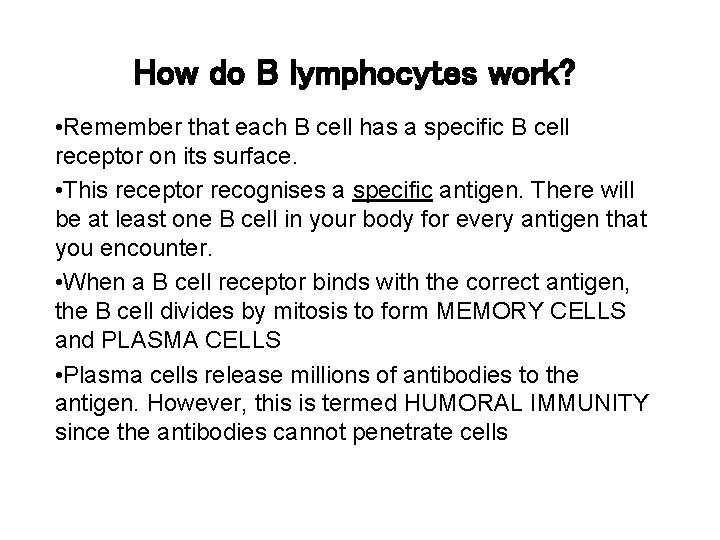 How do B lymphocytes work? • Remember that each B cell has a specific