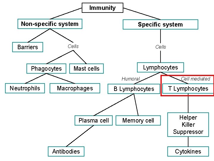 Immunity Non-specific system Specific system Cells Barriers Phagocytes Cells Lymphocytes Mast cells Humoral Neutrophils