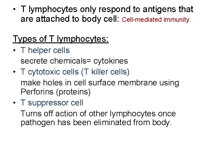  • T lymphocytes only respond to antigens that are attached to body cell: