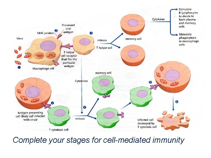 Complete your stages for cell-mediated immunity 