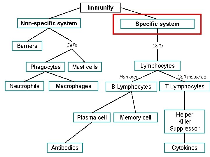 Immunity Non-specific system Specific system Cells Barriers Phagocytes Cells Lymphocytes Mast cells Humoral Neutrophils