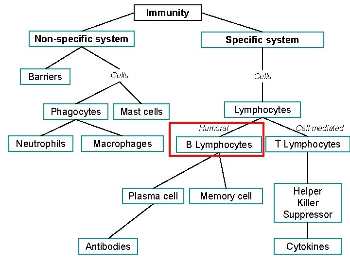 Immunity Non-specific system Specific system Cells Barriers Phagocytes Cells Lymphocytes Mast cells Humoral Neutrophils