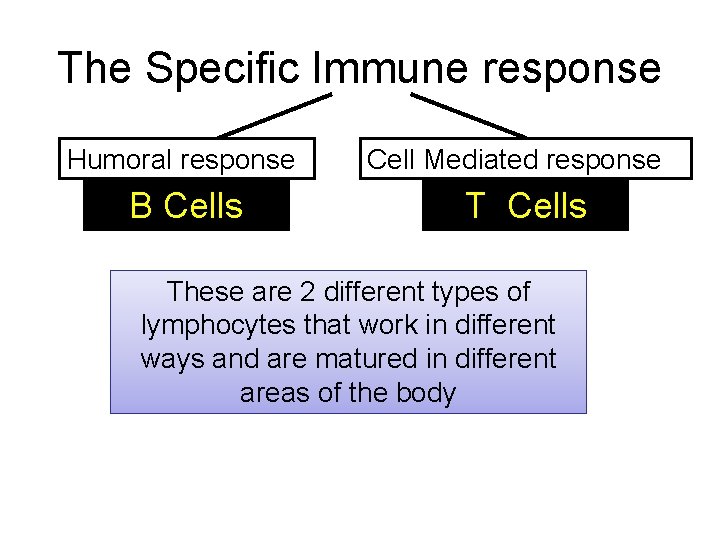 The Specific Immune response Humoral response B Cells Cell Mediated response T Cells These