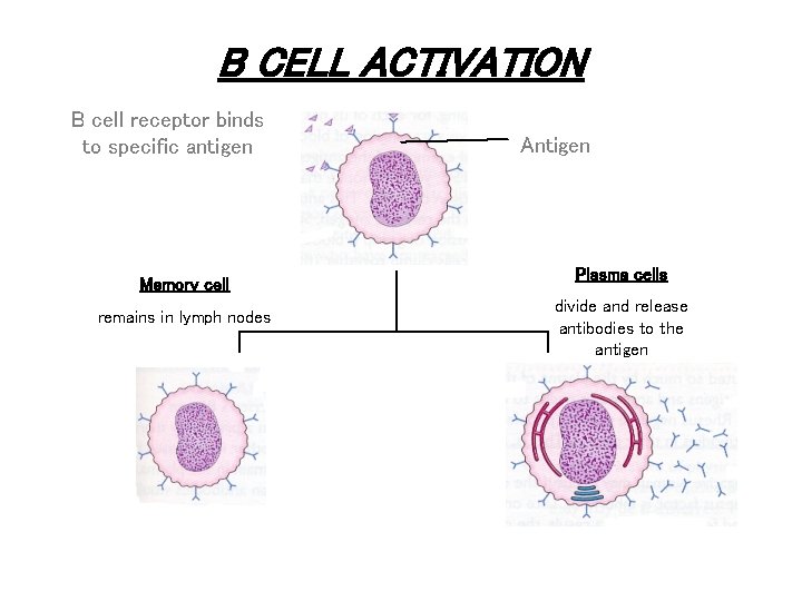 B CELL ACTIVATION B cell receptor binds to specific antigen Memory cell remains in